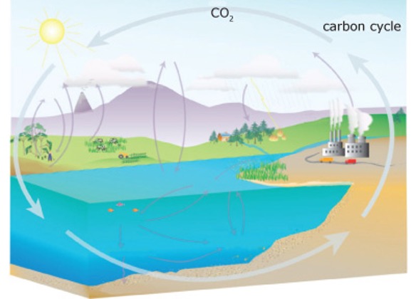 a drawing of the carbon cycle